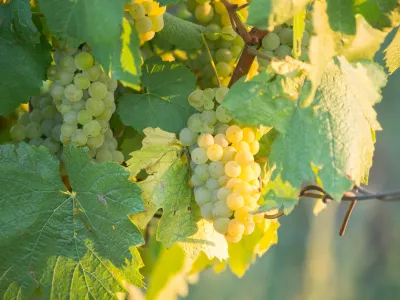 Op zoek... naar een Chardonnay voor memorabele momenten 