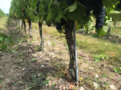 Loire rouge Bourqueil; de echte persoonlijkheid van cabernet franc