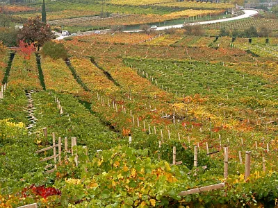 Puur goud uit Trentino, Moscato secco