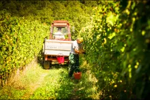 'In Vino Veritas' is vaak nog ver te zoeken...