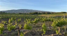 Ventoux
