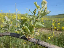 Het uitspruitende oeroud ras Albarin mag zeker niet verward worden met de alom bekende Albarino.