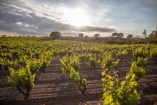 Garnacha, een verleidelijke druif!