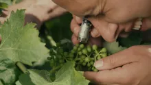 Verdicchio de Matelica. Een verborgen schat op DOCG-niveau