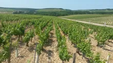 Bourgogne toevalstreffer verrast wijnwereld