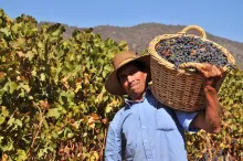 WINE MADE FROM ORGANICALLY GROWN GRAPES