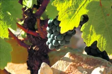 Domaine la Croix St. Jean toonbeeld van klasse