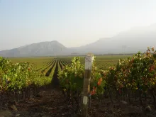 Uitzicht over de wijnvelden in de Cachapoal Valley!