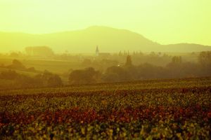 Die Pfalz wijn