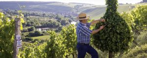 Wijngaarden in Franken Duitsland