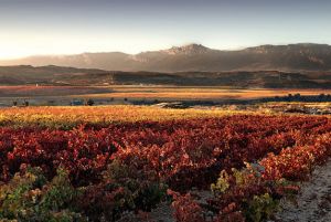 Rioja Baja