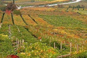 Uitzicht over de wijngaarden van Spagnolli